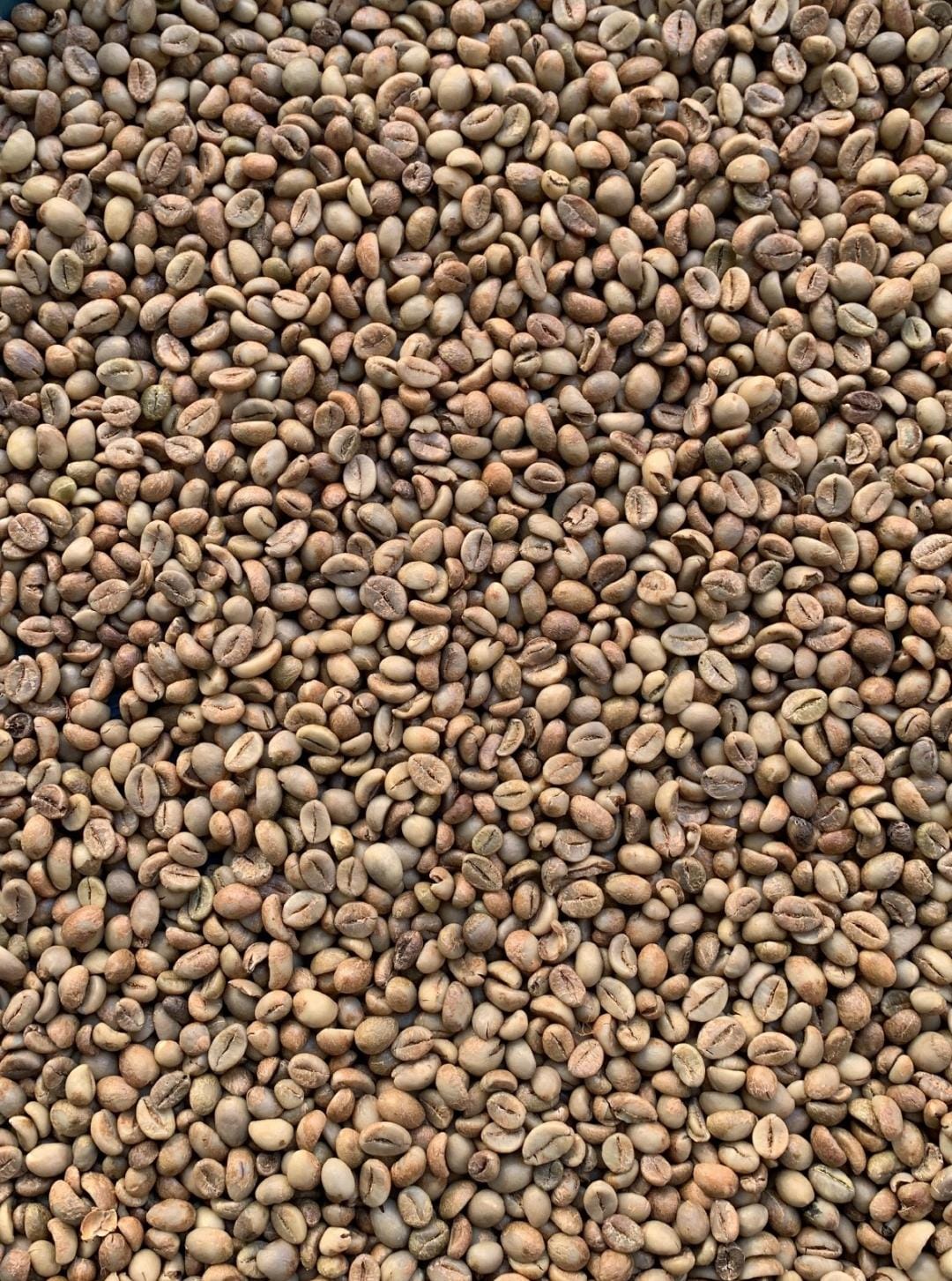Java Temanggung Robusta green coffee beans