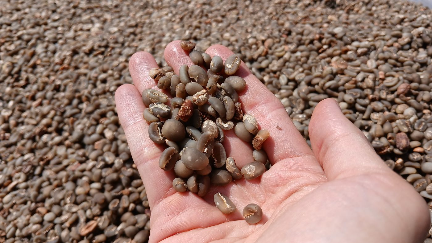 A handful of green coffee beans