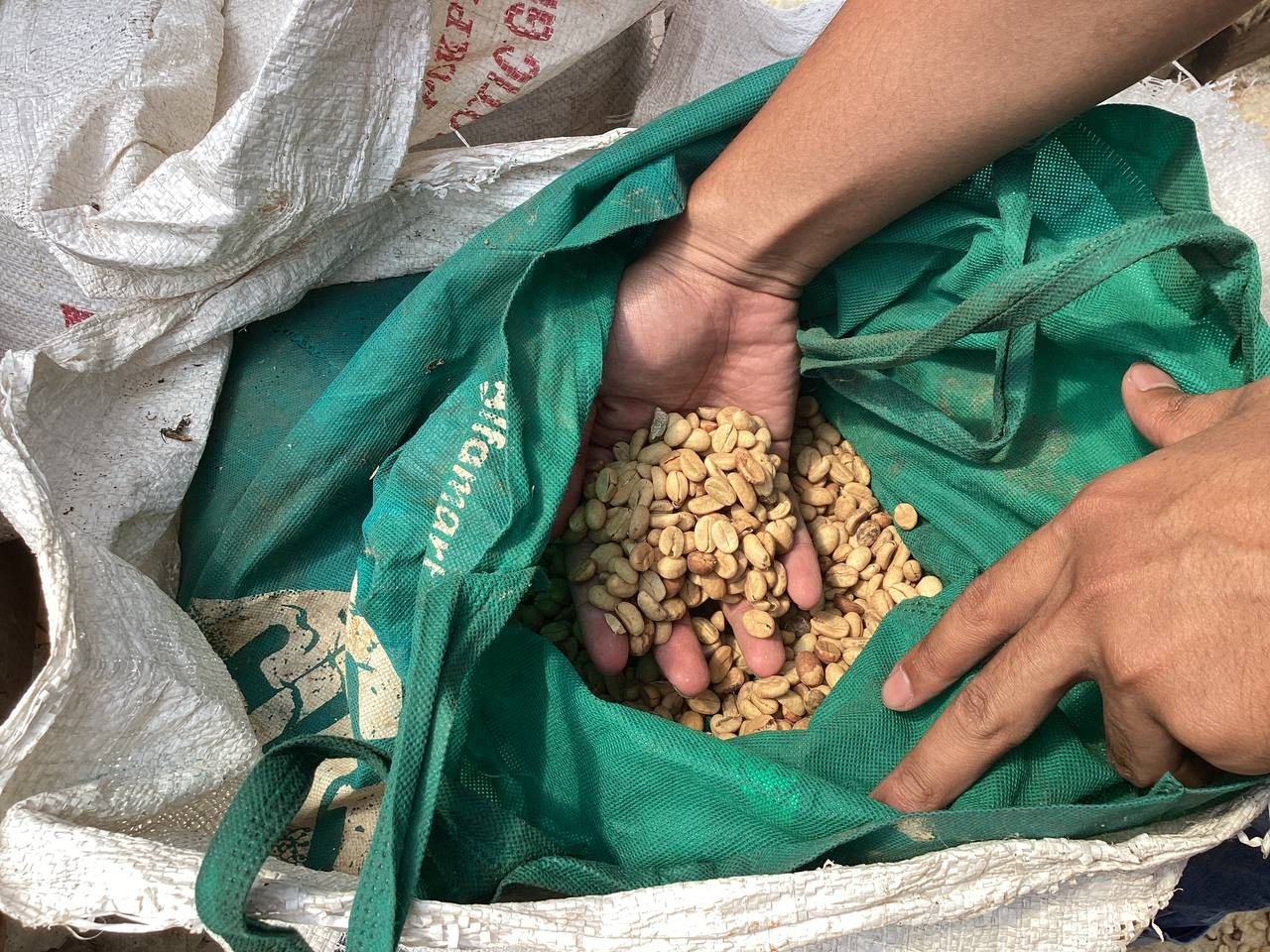 Sacked green coffee beans