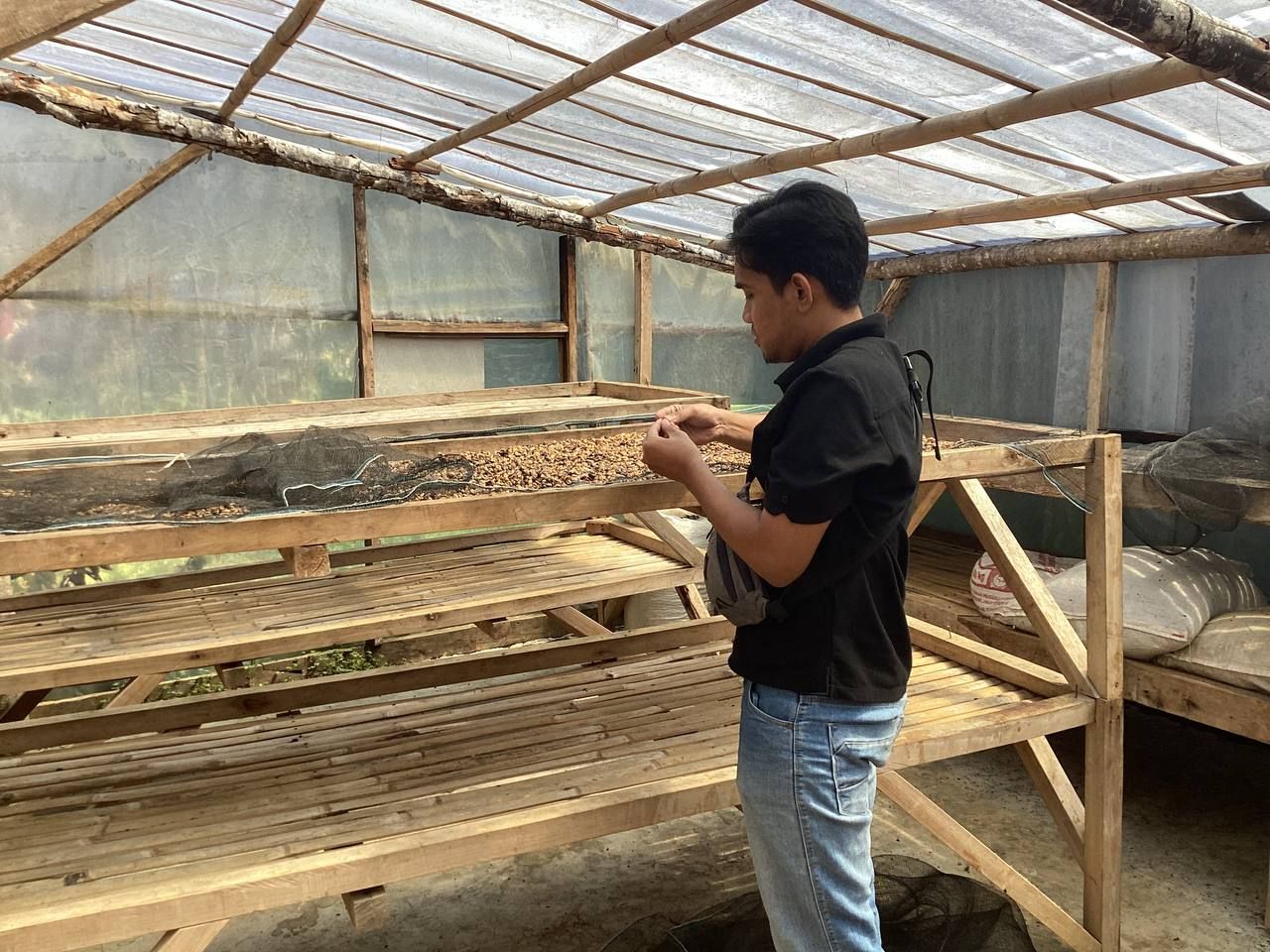 Coffee drying beds under a greenhouse roof