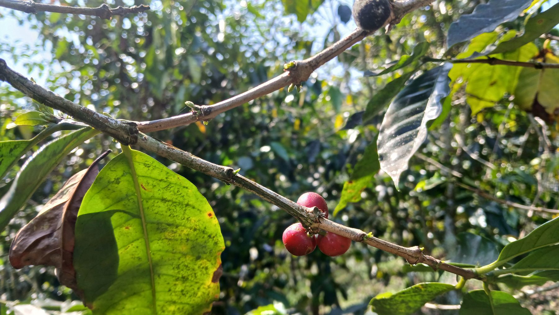 Ripe red coffee cherries on the branch