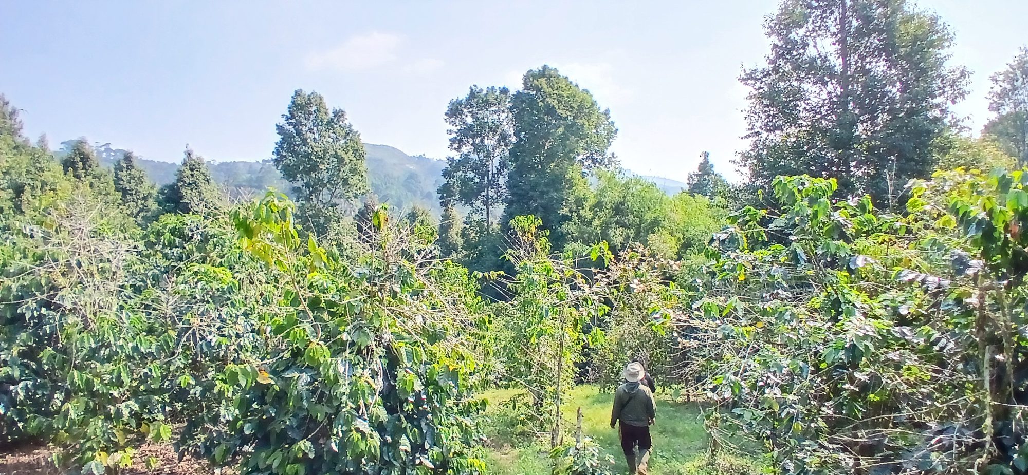 Coffee plantation with mountains in the background