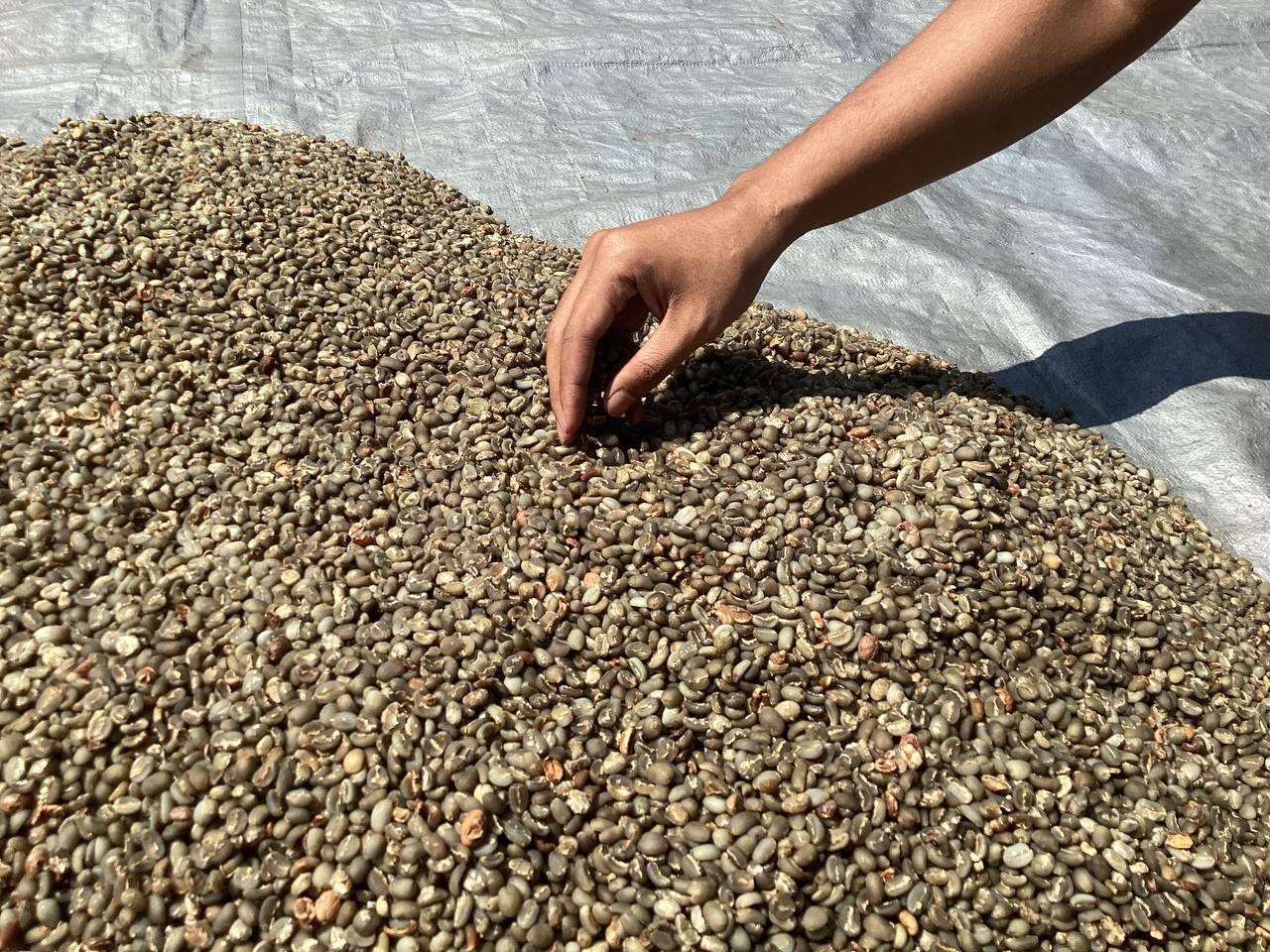 Hand-checking green beans on a drying tarp