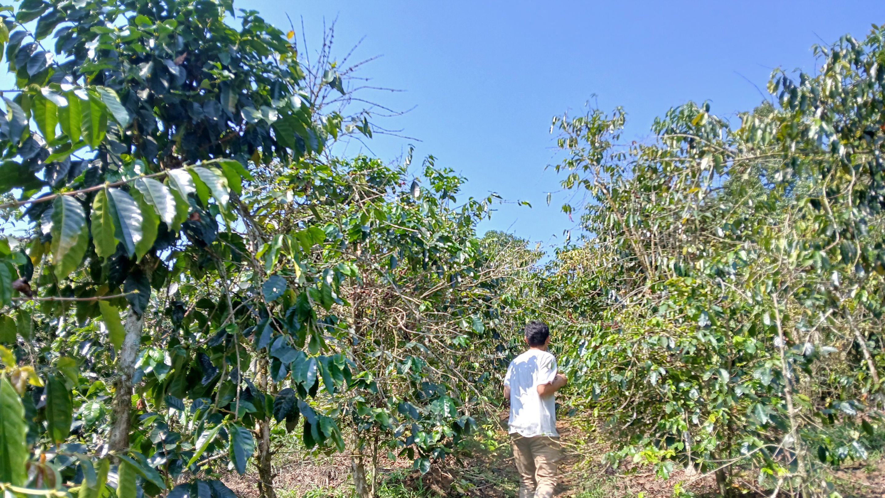 A path through a coffee plantation in the Java highlands