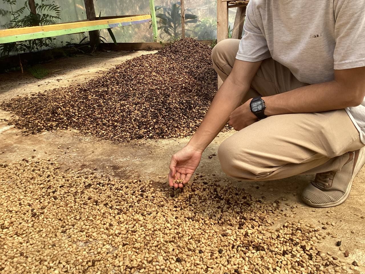 Checking green beans on the drying floor